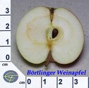 Schnittbild152