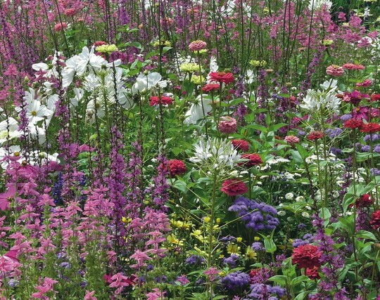 F�r den Blumensommer in Nordheim interpretierte die Planerin Birgit Rosenberger-Rausch Gedichte als Sommerblumenpflanzung, hier  der �Der Traum� von Wilhelm Busch