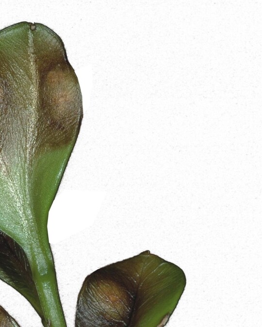 1 Typische Blattflecken verursacht durch Cylindrocladium buxicola