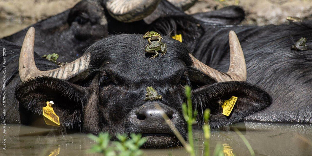 Aus dem Buch �Miniwildnis� 978-3-8186-2778-2, ET April 2026