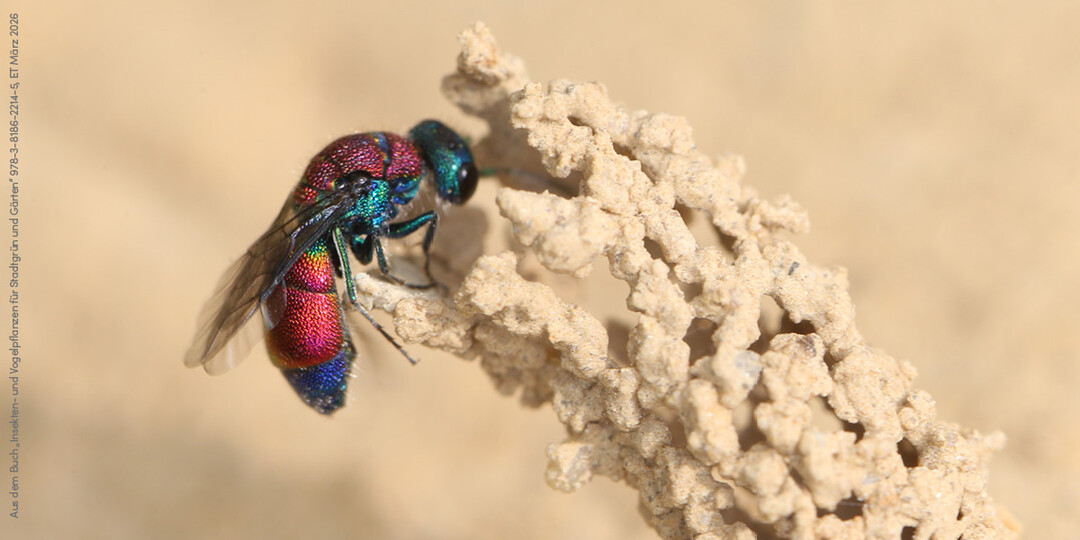 Aus 978-3-8186-2214-5 Krupka, Insekten- und Vogelpflanzen f�r Stadtgr�n und G�rten ET 03/2026