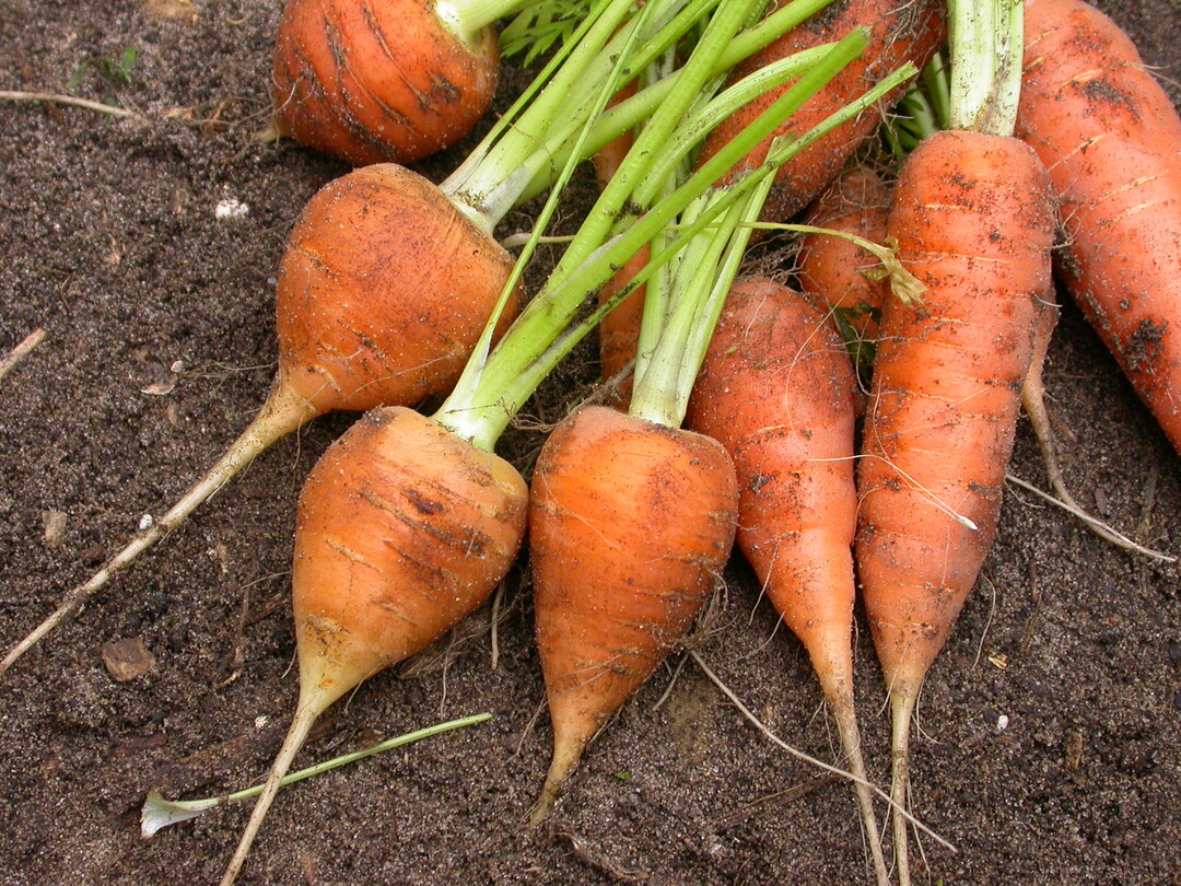 Karotten im Winter aus "Wintergemse", Verlag Eugen Ulmer KG