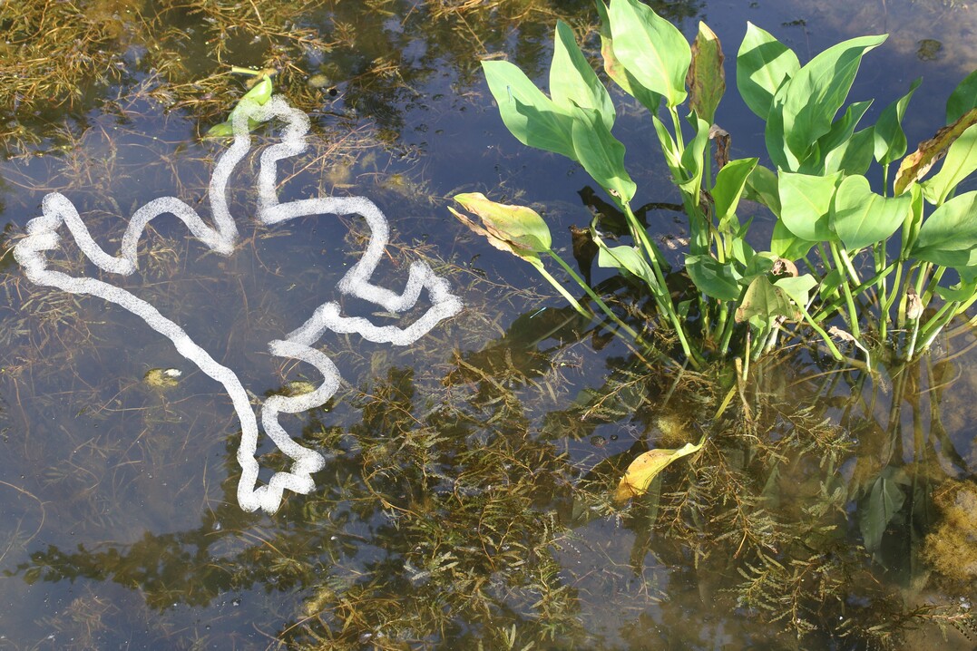 Spurensuche im Garten&nbsp;aus "Mord im Nacktschnecken-Mileu", Verlag Eugen Ulmer KG