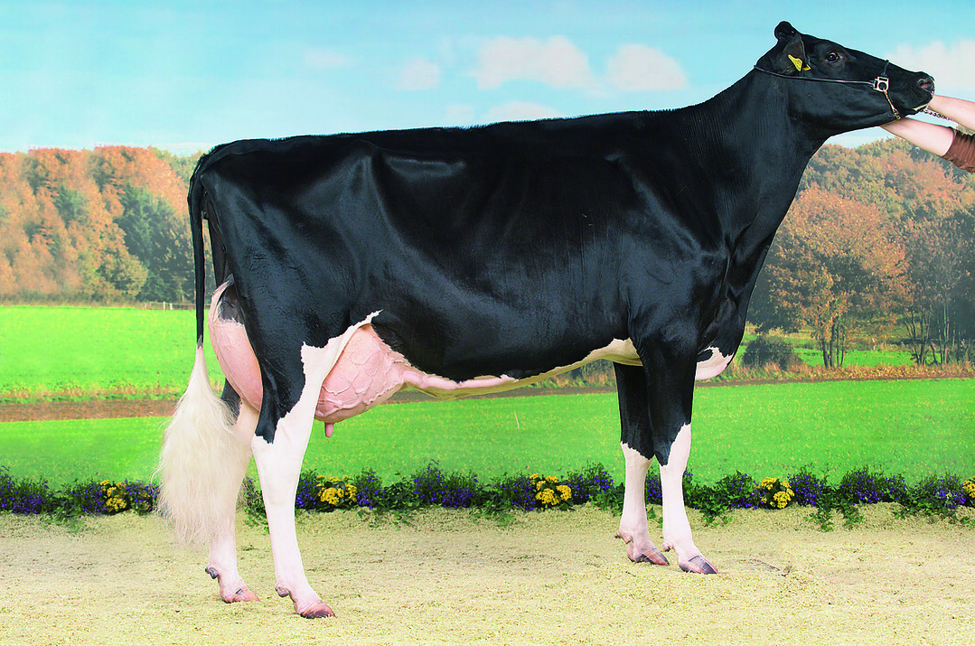 Deutsche Holsteins-Kuh schwarz