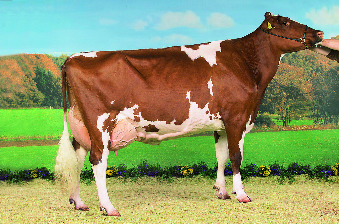Deutsche Holsteins-Kuh rot