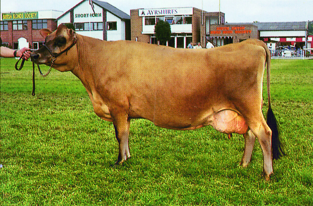 Jersey