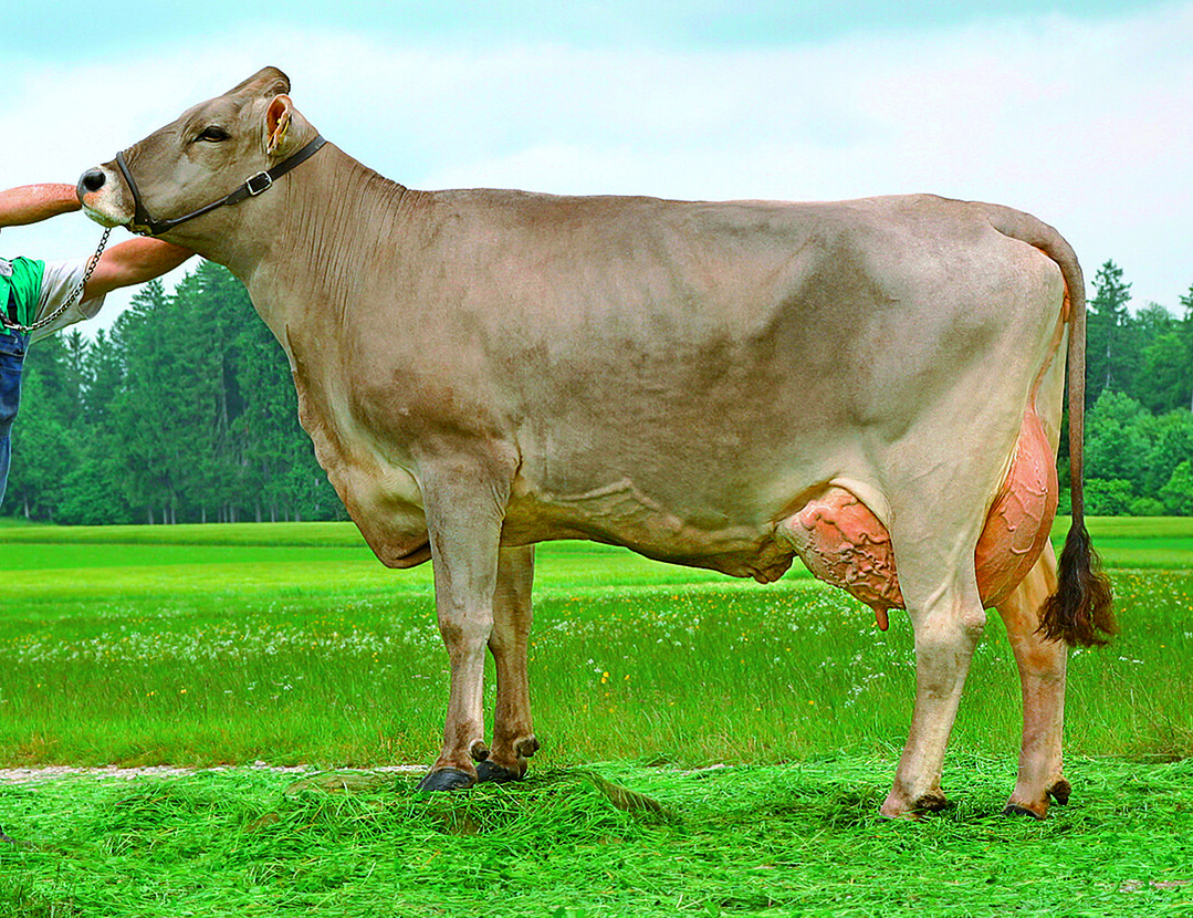 Brown Swiss