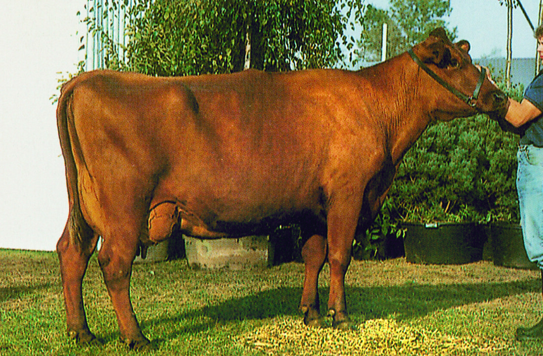 Rotvieh