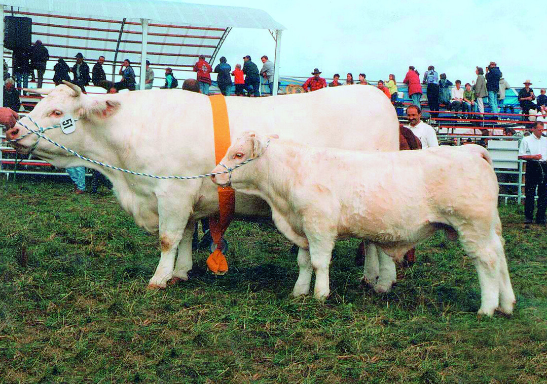 Charolais