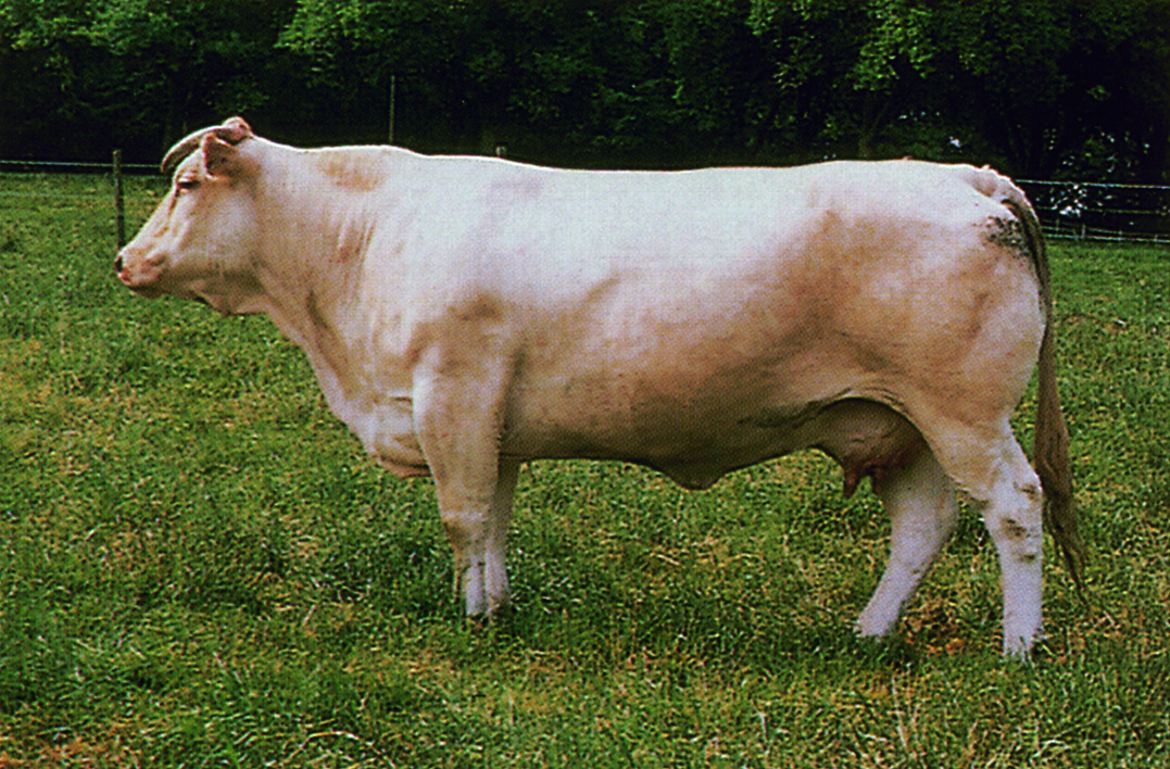 Blonde d"Aquitaine