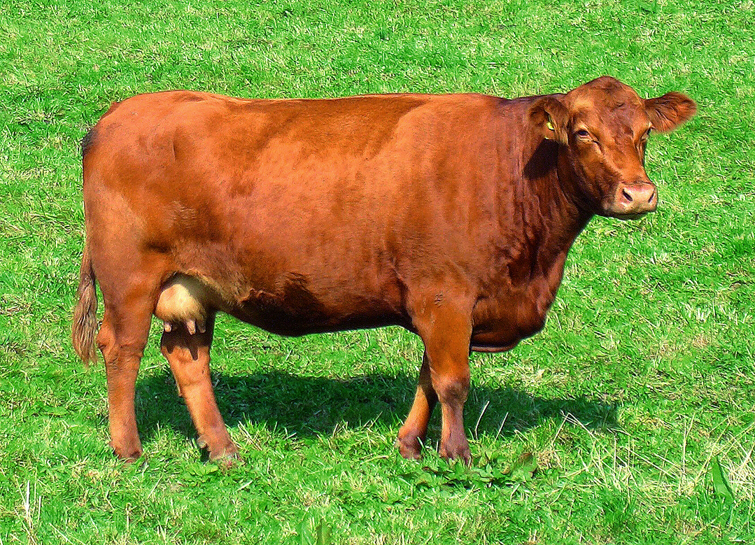 Deutsch Angus (rot)