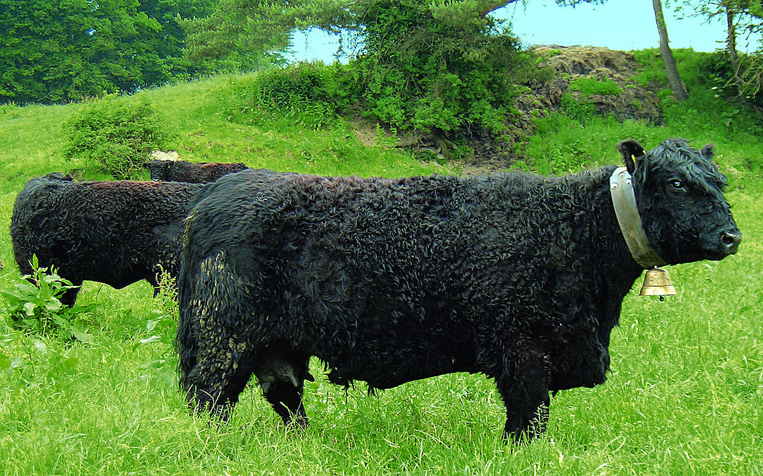 Galloway