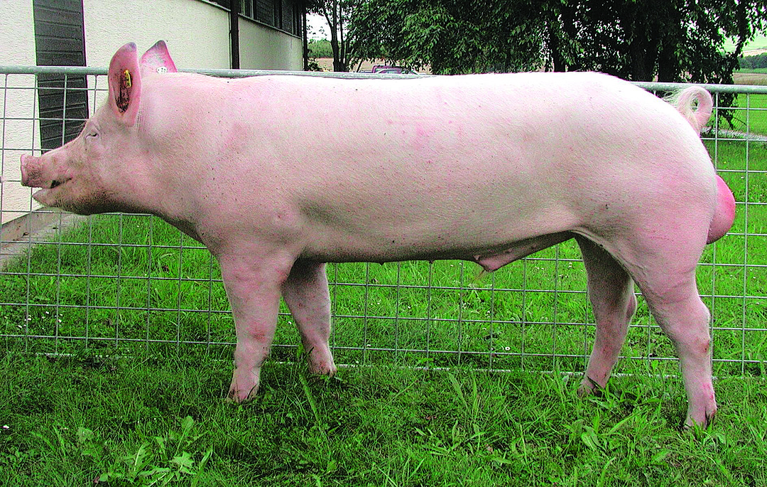 Deutsches Edelschwein, Eber