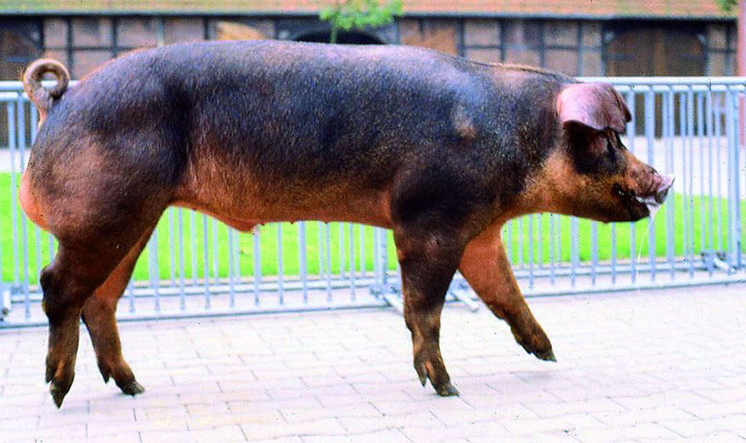 Duroc-Eber
