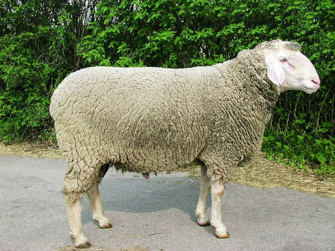 Merinolandschaf