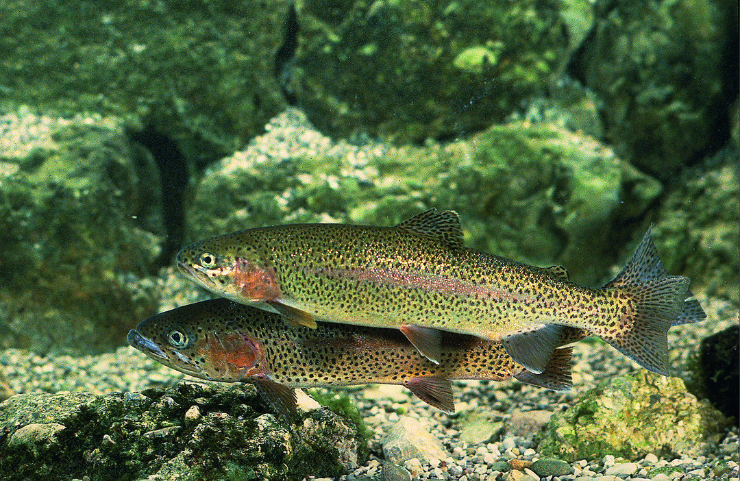 Regenbogenforelle (Oncorhynchus mykiss)