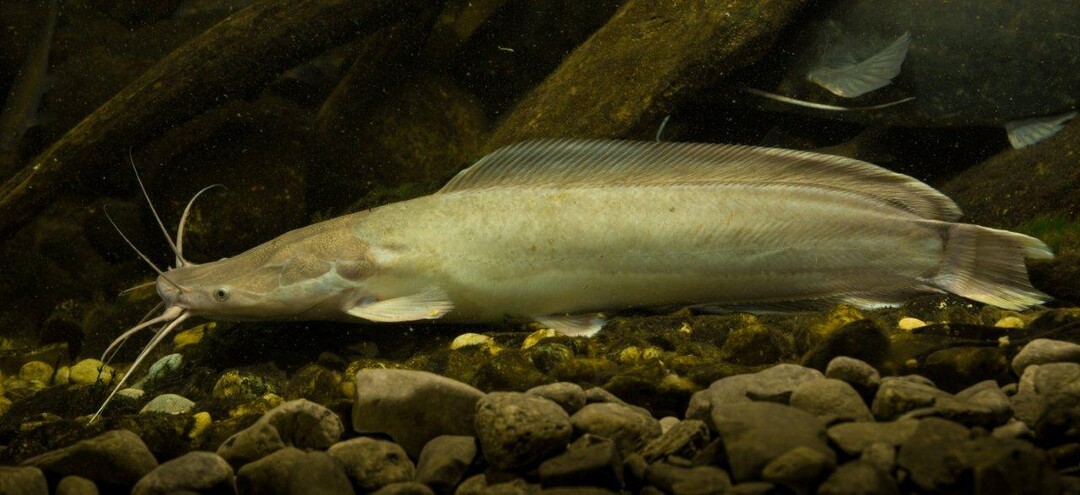 Afrikanischer Wels (Clarias gariepinus)