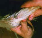 Schwanzspitzen-Entzündung