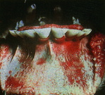 Mucosal-Disease (Virus-Diarrhoe)