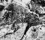 Lungenwürmer beim Rind