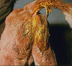 Ernährungsbedingter Durchfall (Kalb)