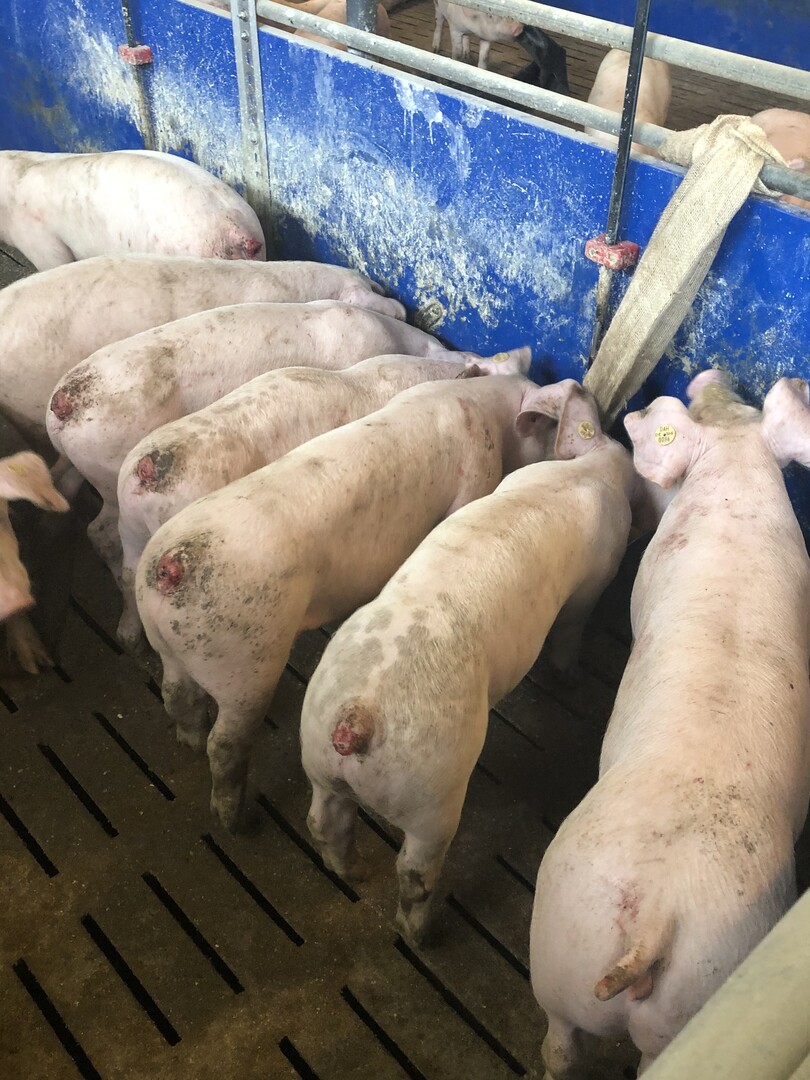 Mastgruppe mit Schwanzbeien