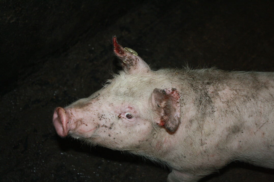 Schwein mit Bissverletzungen an den Ohren